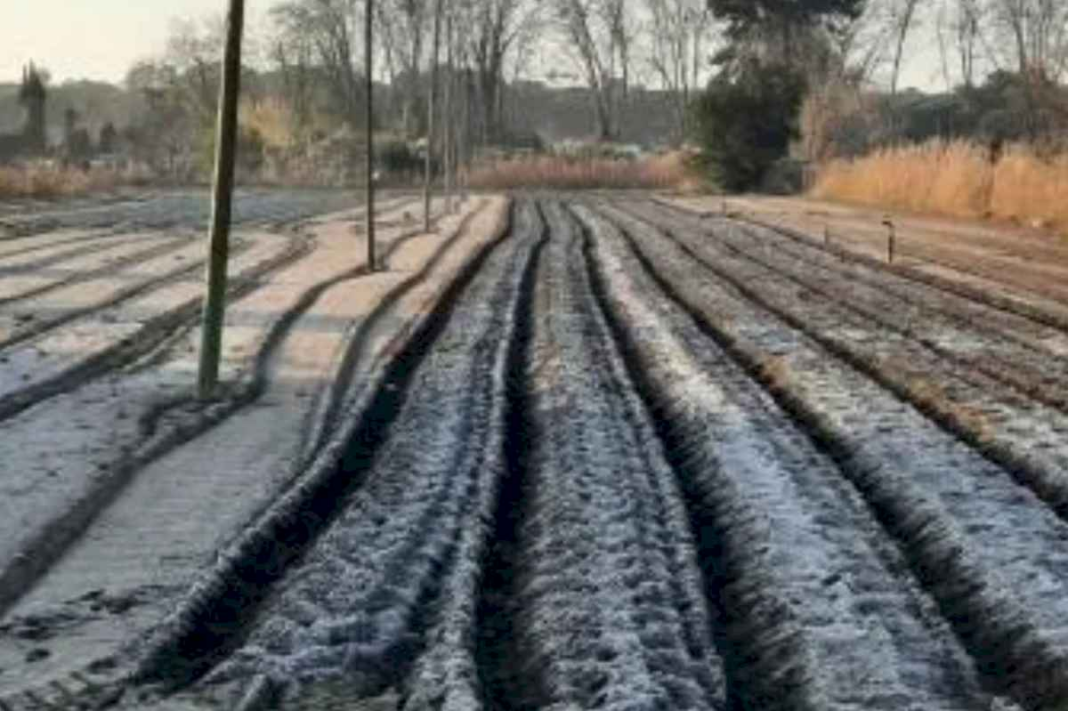 frio-extremo:-se-perdio-el-60%-de-las-verduras-de-una-exclusiva-zona-de-produccion