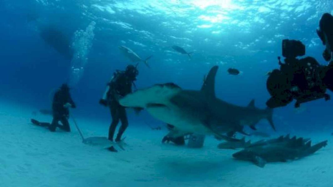 tiburones,-ballenas,-calamares-y-osos-polares-analizados-en-el-oceano-por-exploradores-de-national-geographic