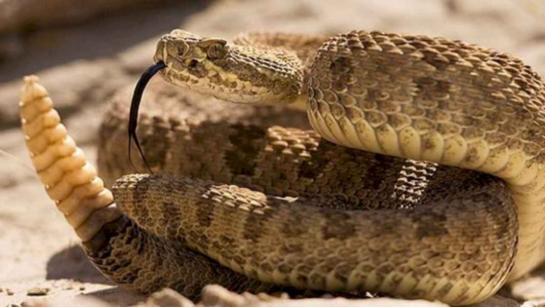 dia-de-concientizacion-sobre-la-mordedura-de-serpiente:-que-especies-hay-en-argentina