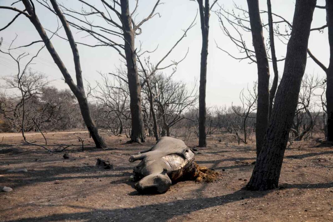 incendios-en-cordoba:-estiman-que-150-productores-fueron-afectados-por-el-desastre-y-la-provincia-prepara-una-ayuda